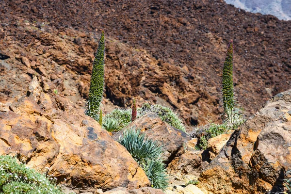 Λουλούδια κόκκινα tajinaste στο El ηφαίστειο Teide, Τενερίφη, Ισπανία — Φωτογραφία Αρχείου