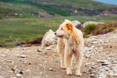 Köpek koru Dağı mera üzerinde koyun