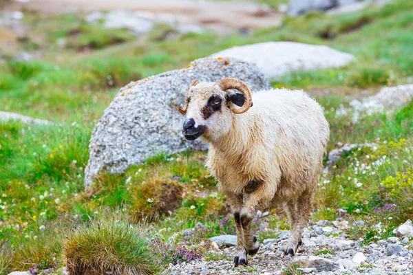 Schapen beslagen op de alpenweiden in de Bucegi bergen, Roemenië — Stockfoto