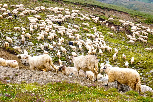 Schapen beslagen op de alpenweiden in de Bucegi bergen, Roemenië — Stockfoto