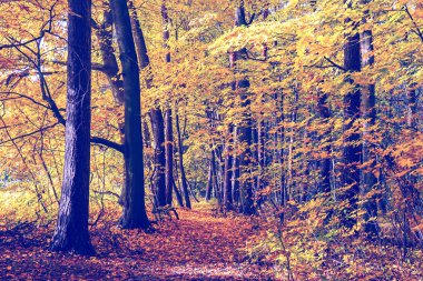Orman, vintage bir görünüm içinde renkli sonbahar ağaçlar