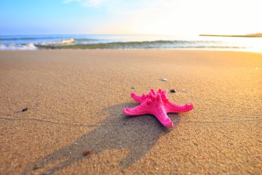 Deniz kabukları sarı kum ve deniz arka plan olarak