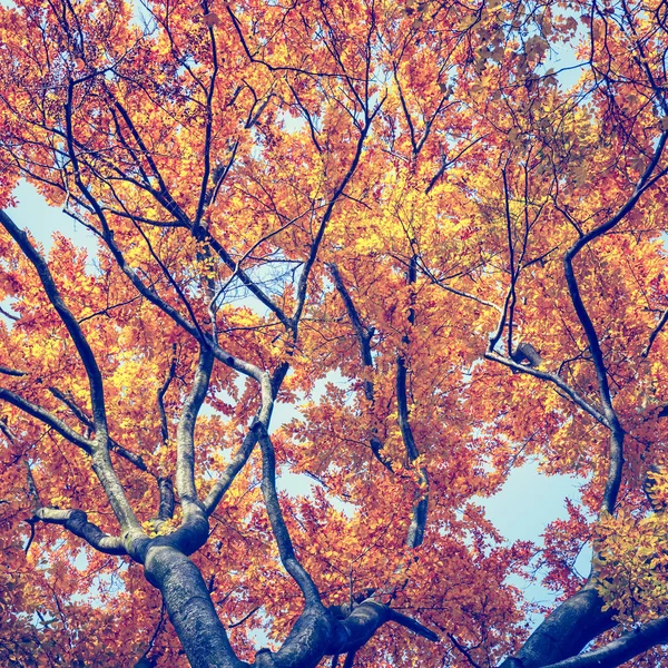 Colorful Background Autumn Leaf Vintage Look — Stock Photo, Image