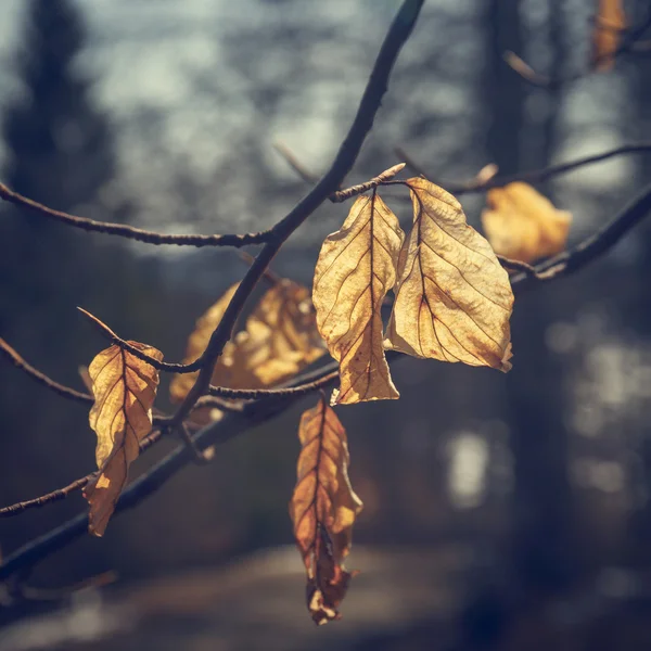 Barevné pozadí podzimního listí, retro vzhled — Stock fotografie