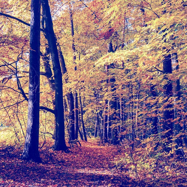 जंगलात रंगीत शरद ऋतूतील झाडे, विंटेज देखावा — स्टॉक फोटो, इमेज