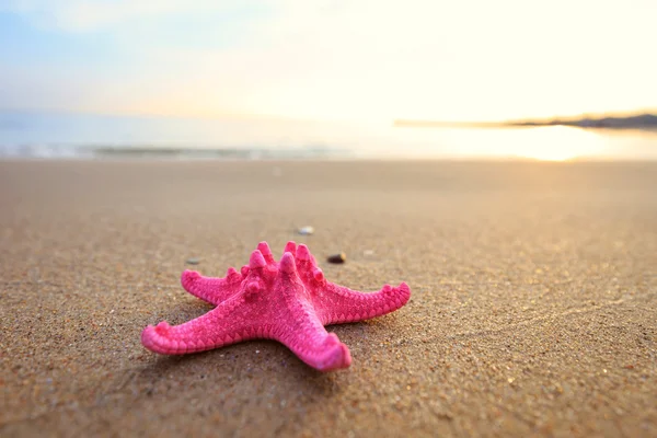 Sea shells with yellow sand and sea as background — Stock Photo, Image