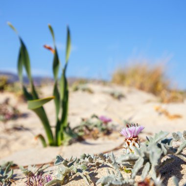 Elafonissi Beach Crete, Yunanistan