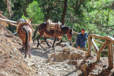 Samiriye Gorge, Yunanistan - 26 Mayıs 2016: bir rehber tarafından liderliğindeki atlar Samiriye Gorge Merkezi Girit, Yunanistan için yorgun turist taşımacılığı için kullanılır. Milli Parkı Unesco biyosfer rezervi 1981 yılından bu yana olduğunu.