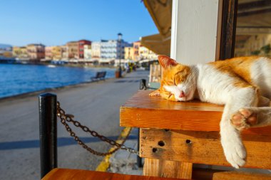 Kırmızı kedi bir bankta sabahın erken saatlerinde uyuyor.