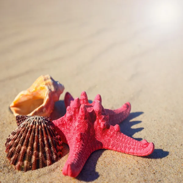 Sea shells with yellow sand and sea as background — Stock Photo, Image