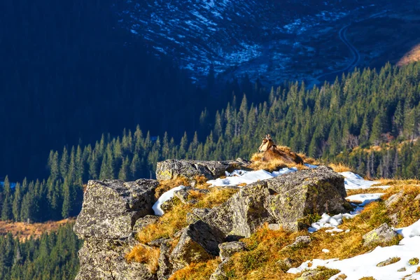 Jesienne górskiego krajobrazu, czerwone szczyty, Tatry góry — Zdjęcie stockowe