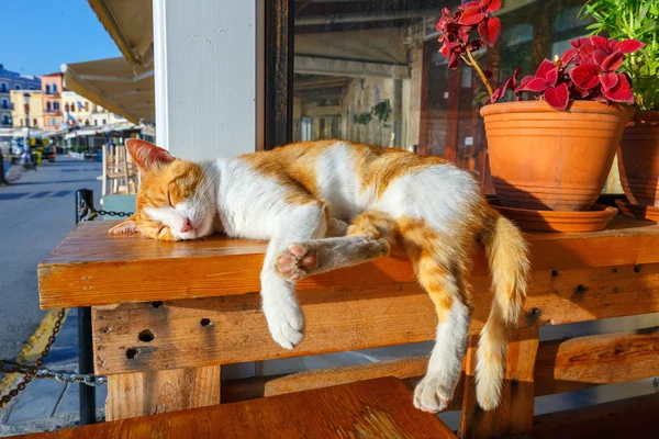 Gato rojo duerme en un banco por la mañana temprano — Foto de Stock
