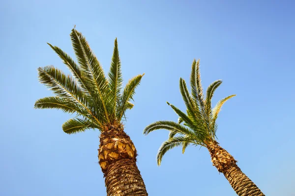 Palmbomen op blauwe lucht achtergrond — Stockfoto