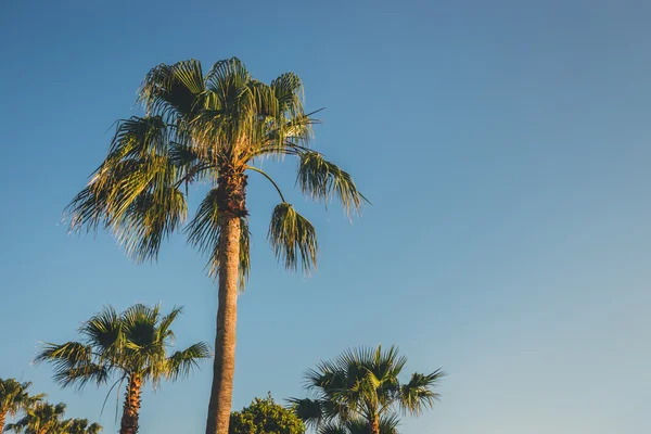 Palma su cielo blu con effetto vintage — Foto Stock