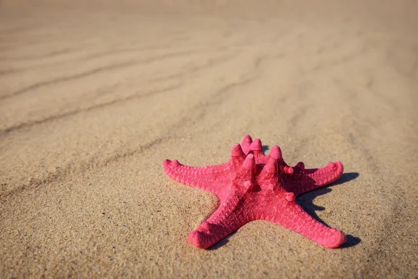 黄色の砂と海を背景に海の貝殻 — ストック写真