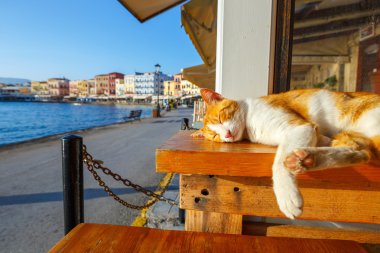 Kırmızı kedi bir bankta sabahın erken saatlerinde uyuyor.