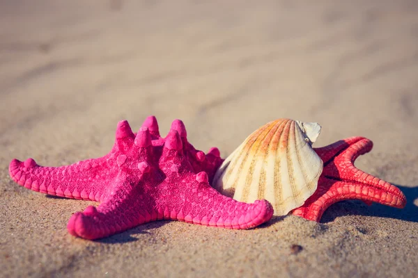 Sea shells with yellow sand and sea as background — Stock Photo, Image