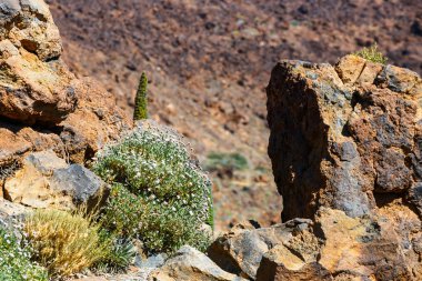 Kırmızı tajinaste çiçekler El Teide yanardağı, Tenerife, İspanya