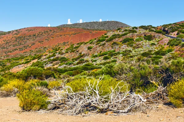 Torr buske som växer i caldera av en El Teide vulkanen, Teneriffa, Spanien — Stockfoto