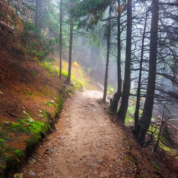 Mountain path in autumnal colors — Stock Photo, Image