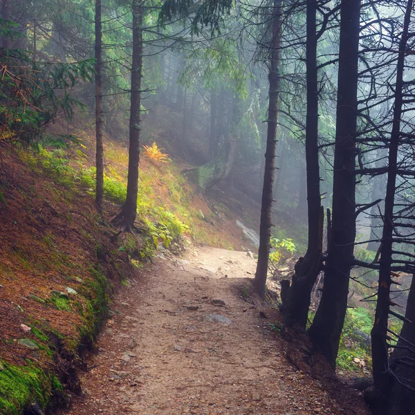 Sentier de montagne aux couleurs automnales — Photo