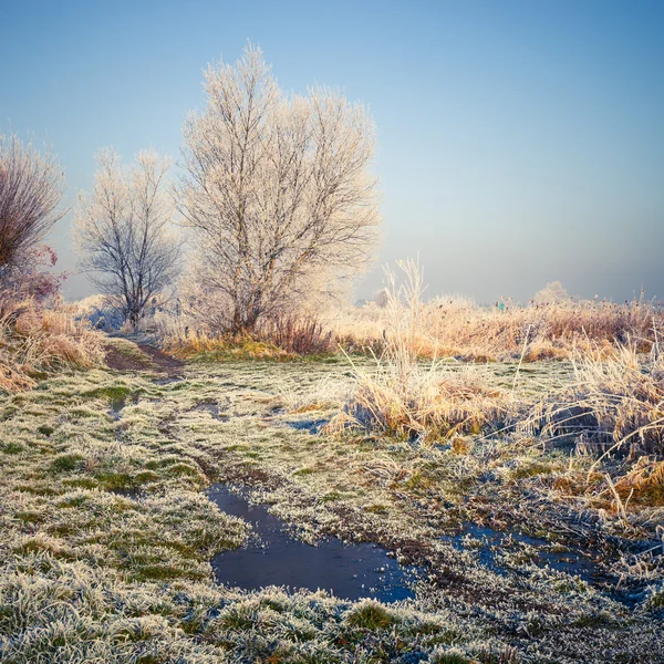 Snødekte trær, vinterlandskap – stockfoto