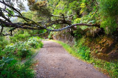 defne orman ve sulama kanalı. Lewada das 25 fontes ve Lewada Risco, Madeira Adası, Portekiz yapmak