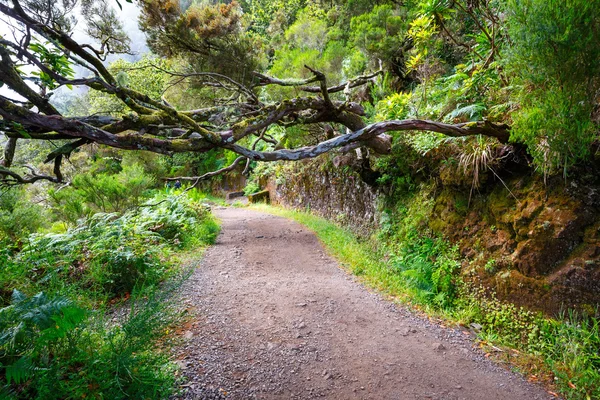 Lorbeerwald und Bewässerungskanal. lewada das 25 fontes und lewada do risco, Insel Madeira, Portugal — Stockfoto