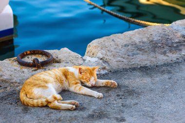 yalancı kedi yakın çekim