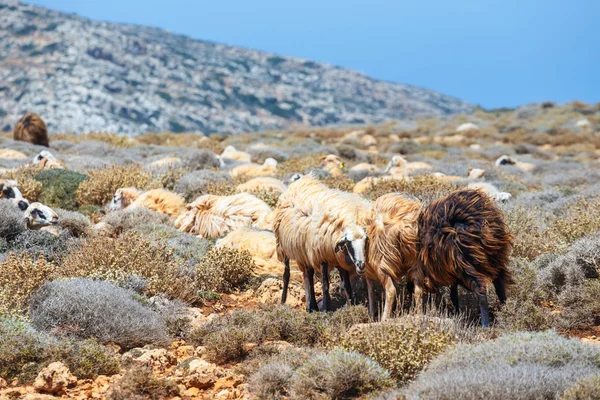 Kudde schapen op de weide graast — Stockfoto