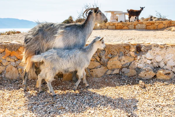 Cabra doméstica en la isla de Creta, Grecia — Foto de Stock