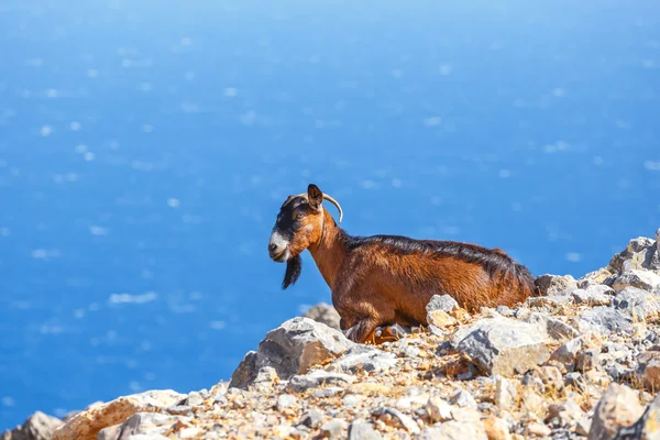 Binnenlandse geit op Kreta, Griekenland — Stockfoto