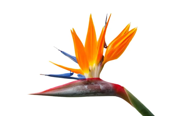 Flor do Pássaro do Paraíso, Strelitzia. Isolado sobre fundo branco — Fotografia de Stock