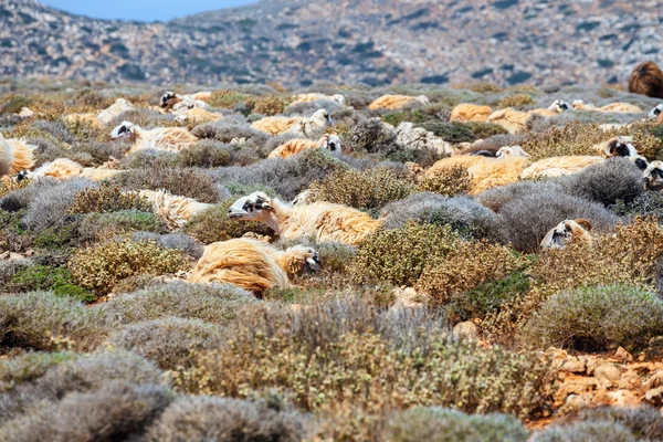 Kudde schapen op de weide graast — Stockfoto