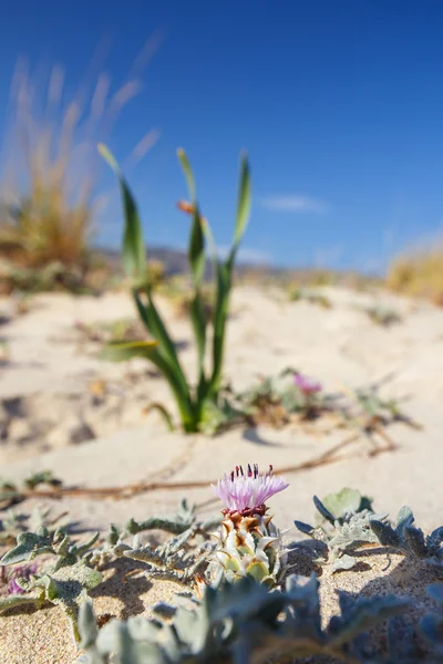 Playa de Elafonissi en Creta, Grecia —  Fotos de Stock