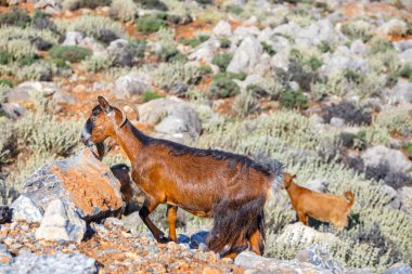Yerli keçi Girit Adası, Yunanistan