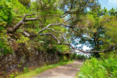 defne orman ve sulama kanalı. Lewada das 25 fontes ve Lewada Risco, Madeira Adası, Portekiz yapmak