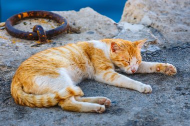 yalancı kedi yakın çekim