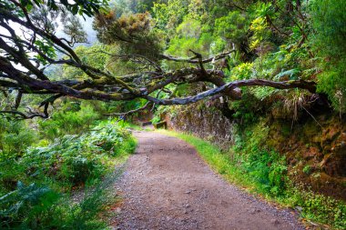 defne orman ve sulama kanalı. Lewada das 25 fontes ve Lewada Risco, Madeira Adası, Portekiz yapmak