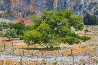 Aradena Gorge, Crete Island, Greece clipart