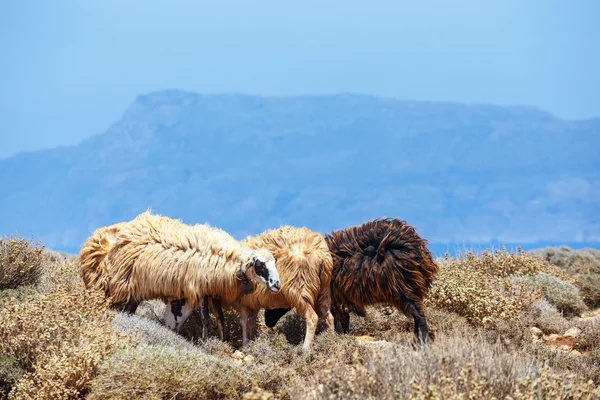 Schafherde weidet auf Weide — Stockfoto