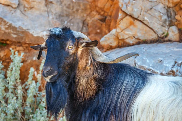 Cabra doméstica en la isla de Creta, Grecia — Foto de Stock