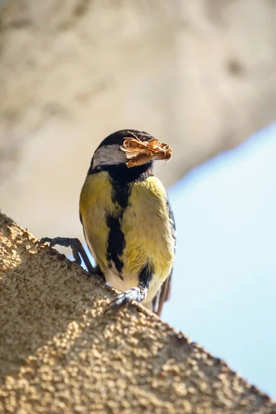 Grande mésange, gros plan — Photo