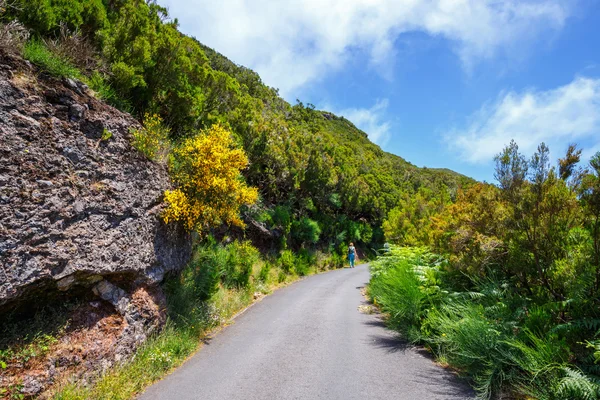 Route im Lorbeerwald nach Levada risco, Insel Madeira, Portugal — Stockfoto