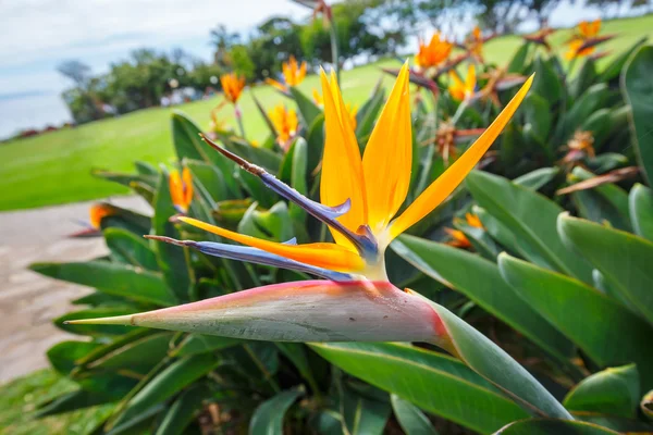 Cennet kuşu çiçeği, STERLİÇYA — Stok fotoğraf