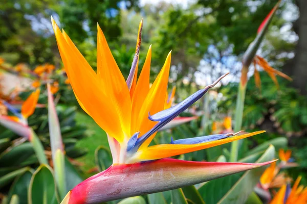 Uccello del Paradiso fiore, Strelitzia — Foto Stock