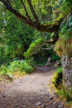 defne orman ve sulama kanalı. Lewada das 25 fontes ve Lewada Risco, Madeira Adası, Portekiz yapmak