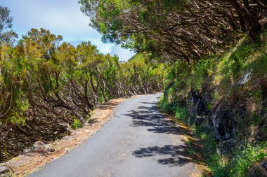 Levada Risco, Madeira Adası, Portekiz için Laurel ormandaki rota
