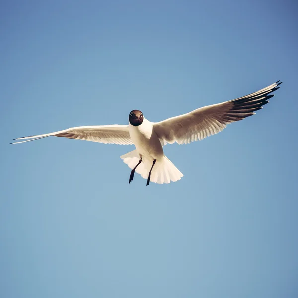 在空中放飞海鸥 — 图库照片