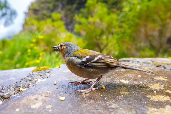 Carduelis chloris, Greenfinch, Madeira Island, Portugal — Stock Photo, Image